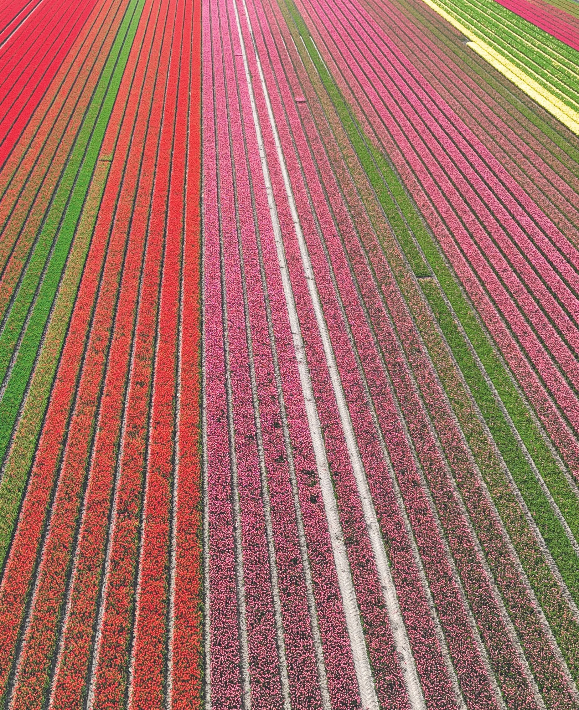 Blomstertur til Holland
