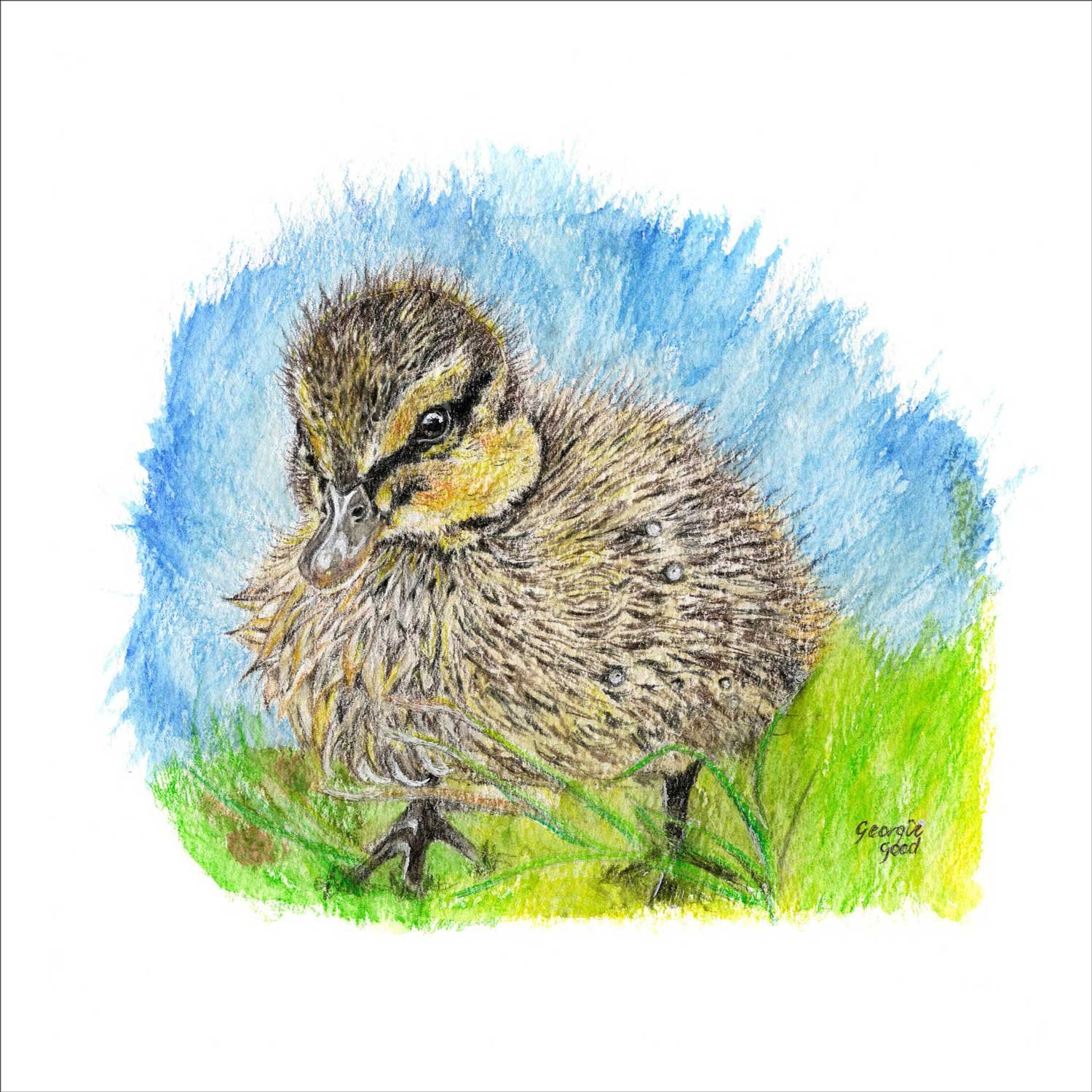 Fine Art Print, 'A Duckling Day', Georgie Good, UK Graphite Coloured Pencil Artist