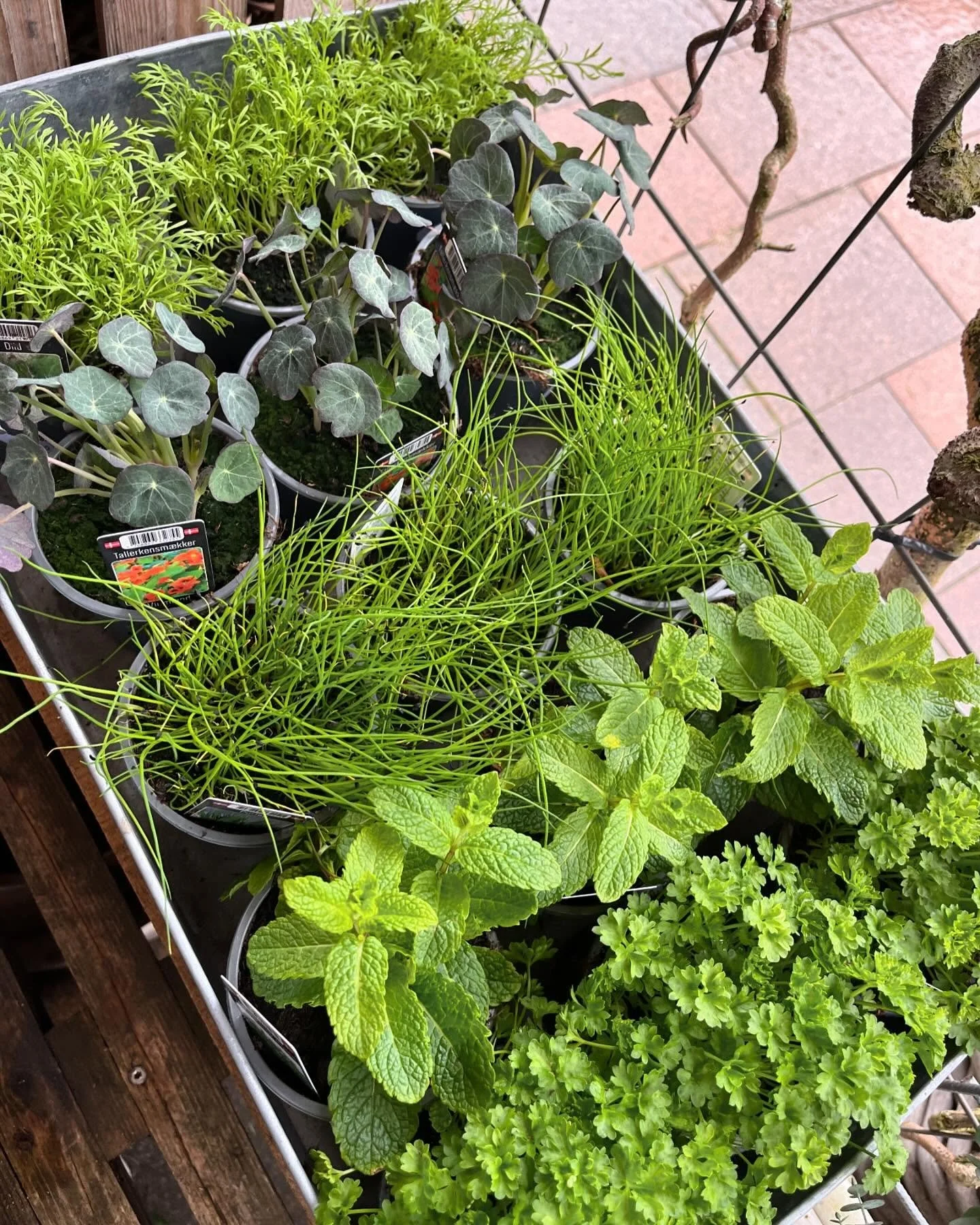 ☀️ PLANTER FRA DANSKE GARTNERIER ☀️

Vi her kommet i plantehum&oslash;r - og vi h&aring;ber vejret udenfor snart f&oslash;lger med 😉

Vi har derfor f&aring;et en masse fine planter, krydderurter, blomster og endda en plante der dufter af cola hjem ?