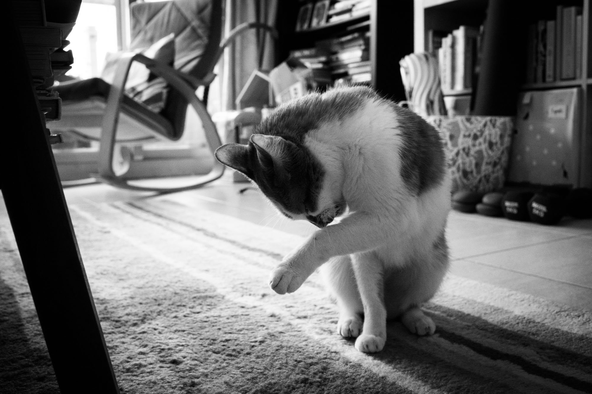 A cat licks its paw in a sunny living room in Taipei.