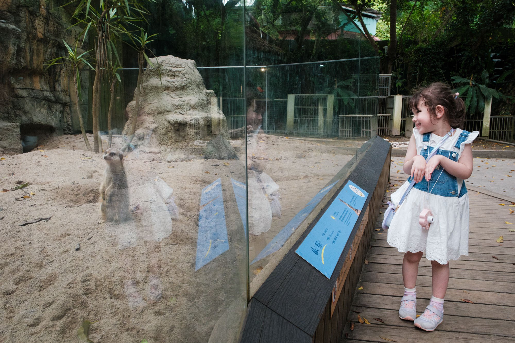 A little girl is standing like a meerkat next to the meerkat display at the Taipei Zoo in Taiwan.