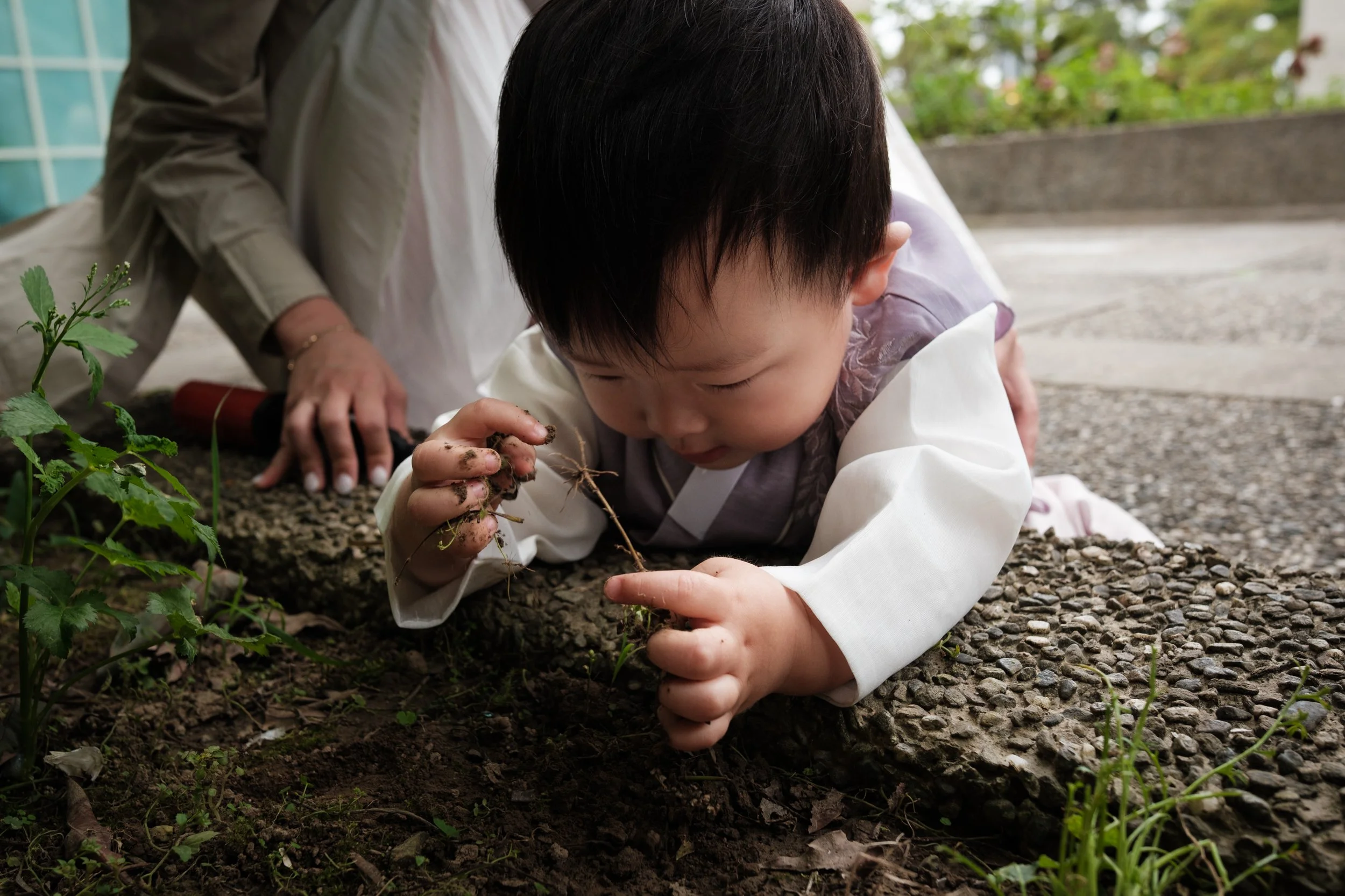A little boy is playing in the dirt in his backyard in Taipei and focusing on a plant that he's holding. He is wearing a Korean hanbok.