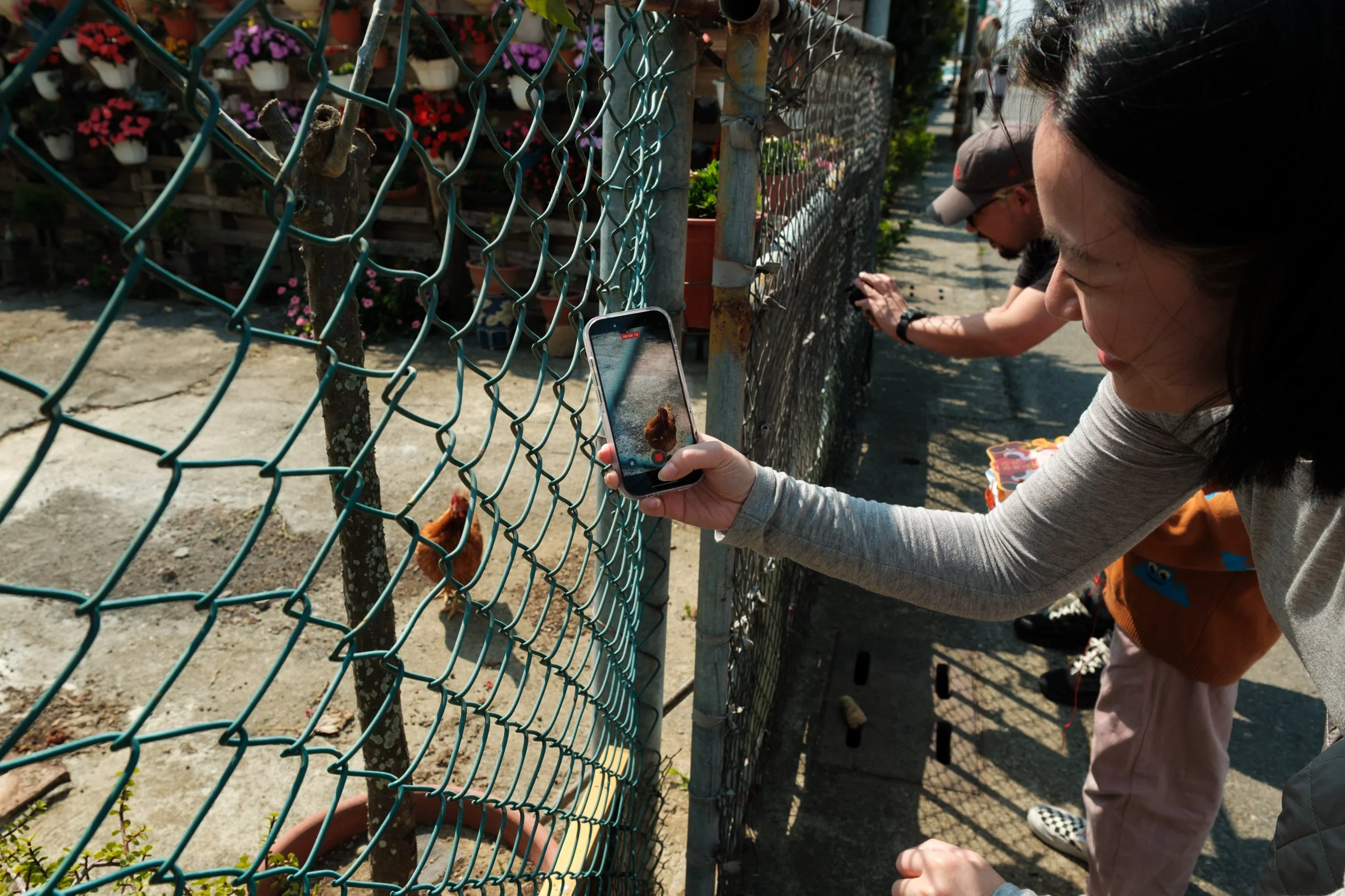 A line of people are holding their cell phones up to a fence so they can photograph chickens. Photographed by Taipei documentary family photographer Cahleen Hudson during a travel family photoshoot.