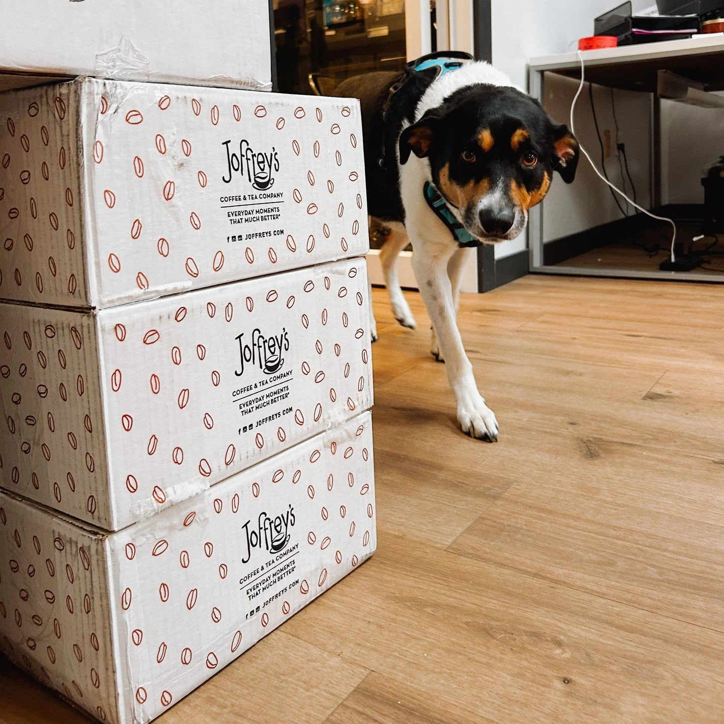 Our favorite coffee delivered by our favorite dog🤩