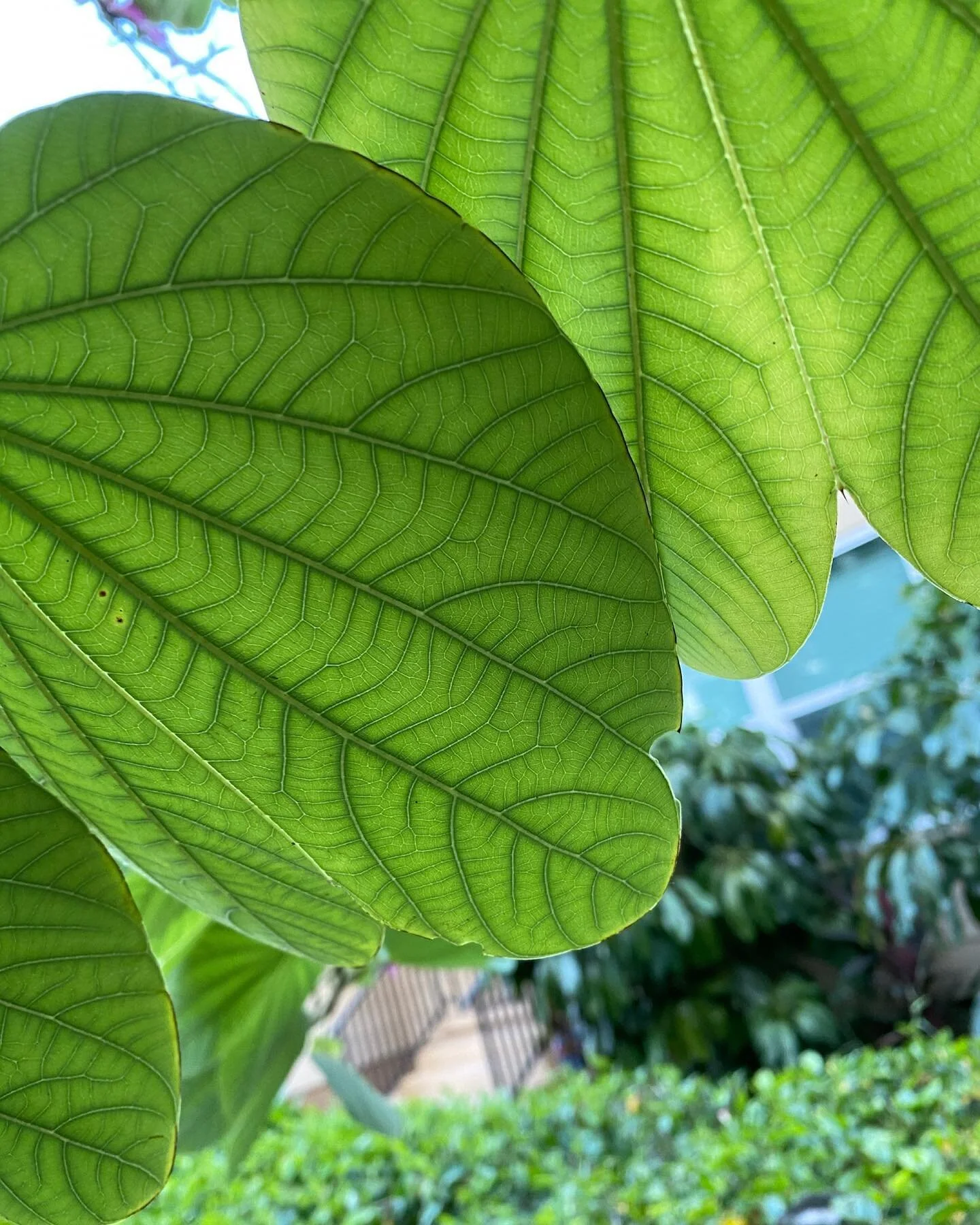 I love the way these leaves look with the light shining through them 😍 you can see the vein patterns. When you look closely enough, you can see that everything in nature has a pattern. And all the patterns are similar but not the same; like leaf vei