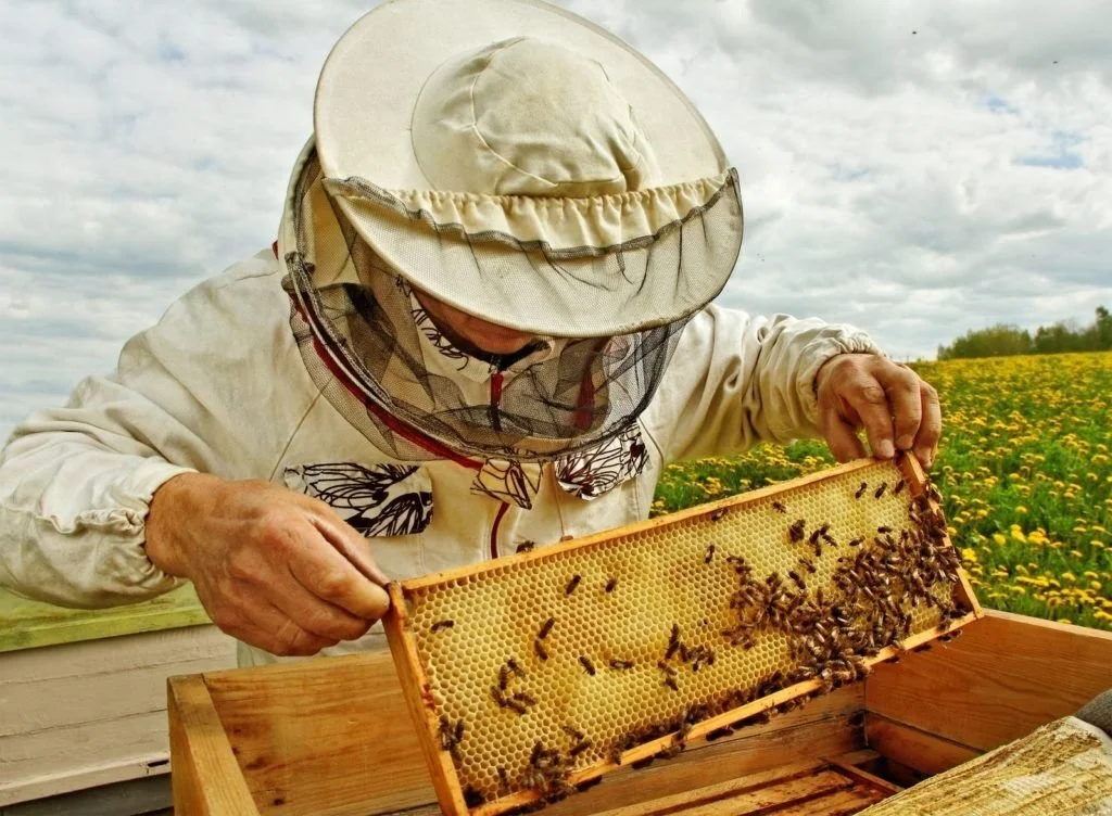 🐝 From Hive to Honey &ndash; Beginning Beekeeping 🍯
Have you ever thought about becoming a beekeeper? Join us at the HPTC Woodward campus for our Beginning Beekeeping class and learn how to get started with bees from the ground up.

This hands-on c