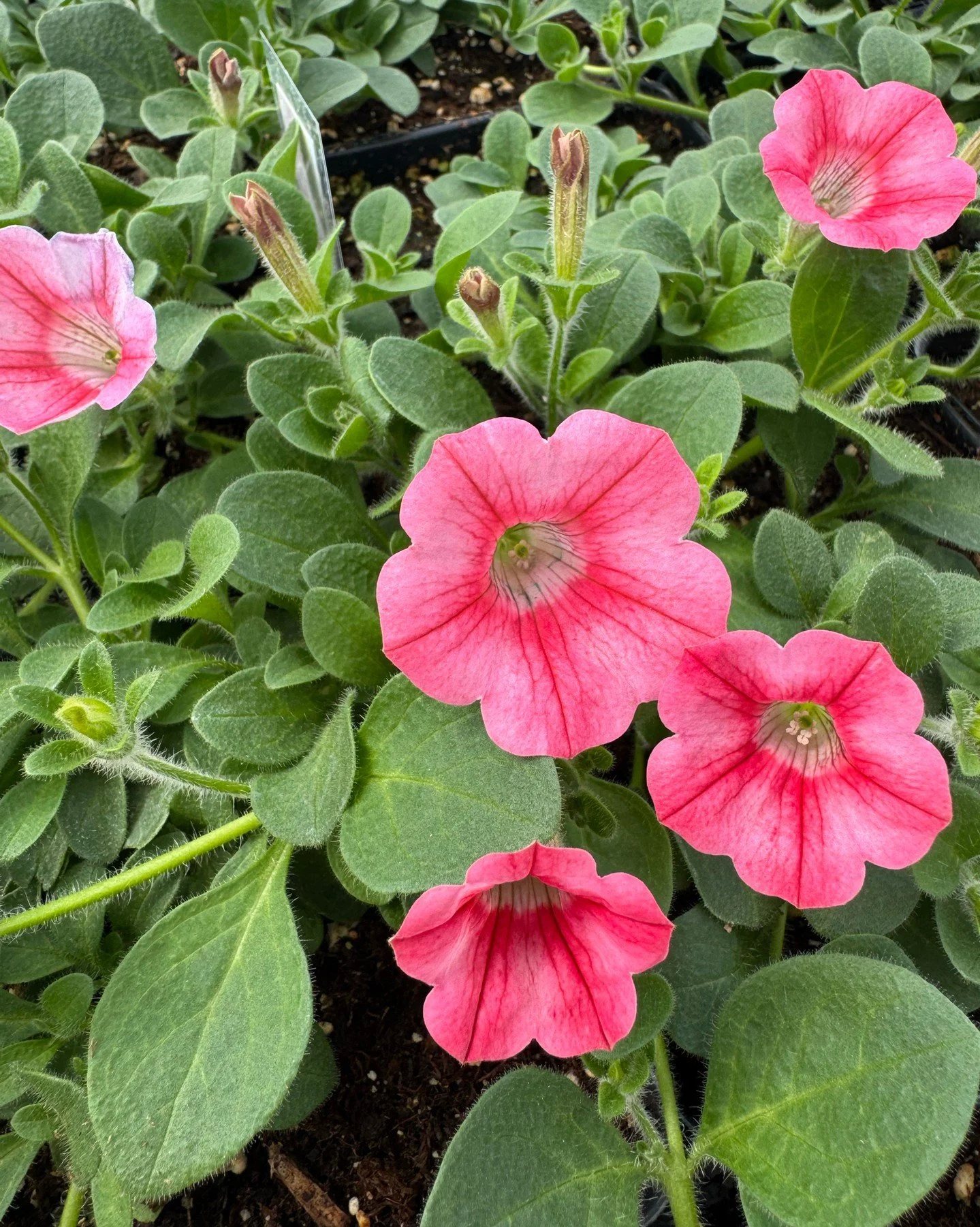 🌿 Mark Your Calendar! 🌿

The HPTC Service Careers Plant Sale is set for April 15 &amp; 16 at High Plains Technology Center, 3921 34th Street in Woodward&mdash;and we now have official sale times!

🪴 April 15: 9:00 AM &ndash; 6:00 PM
🪴 April 16: 8