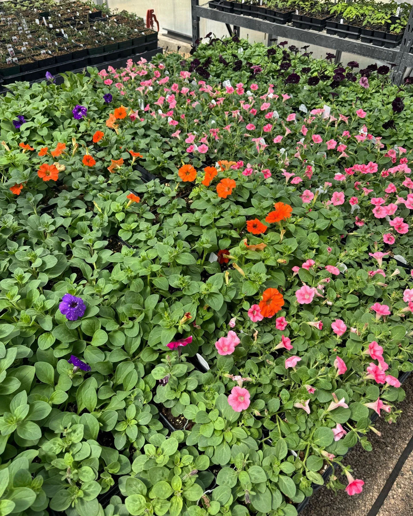 🌿 HPTC Plant Sale is Almost Here! 🌿

Join us April 15 &amp; 16 at High Plains Technology Center (3921 34th St, Woodward) for our Service Careers Plant Sale! 🌱

🪴 April 15: 9 AM &ndash; 6 PM
🪴 April 16: 8 AM &ndash; 3 PM
