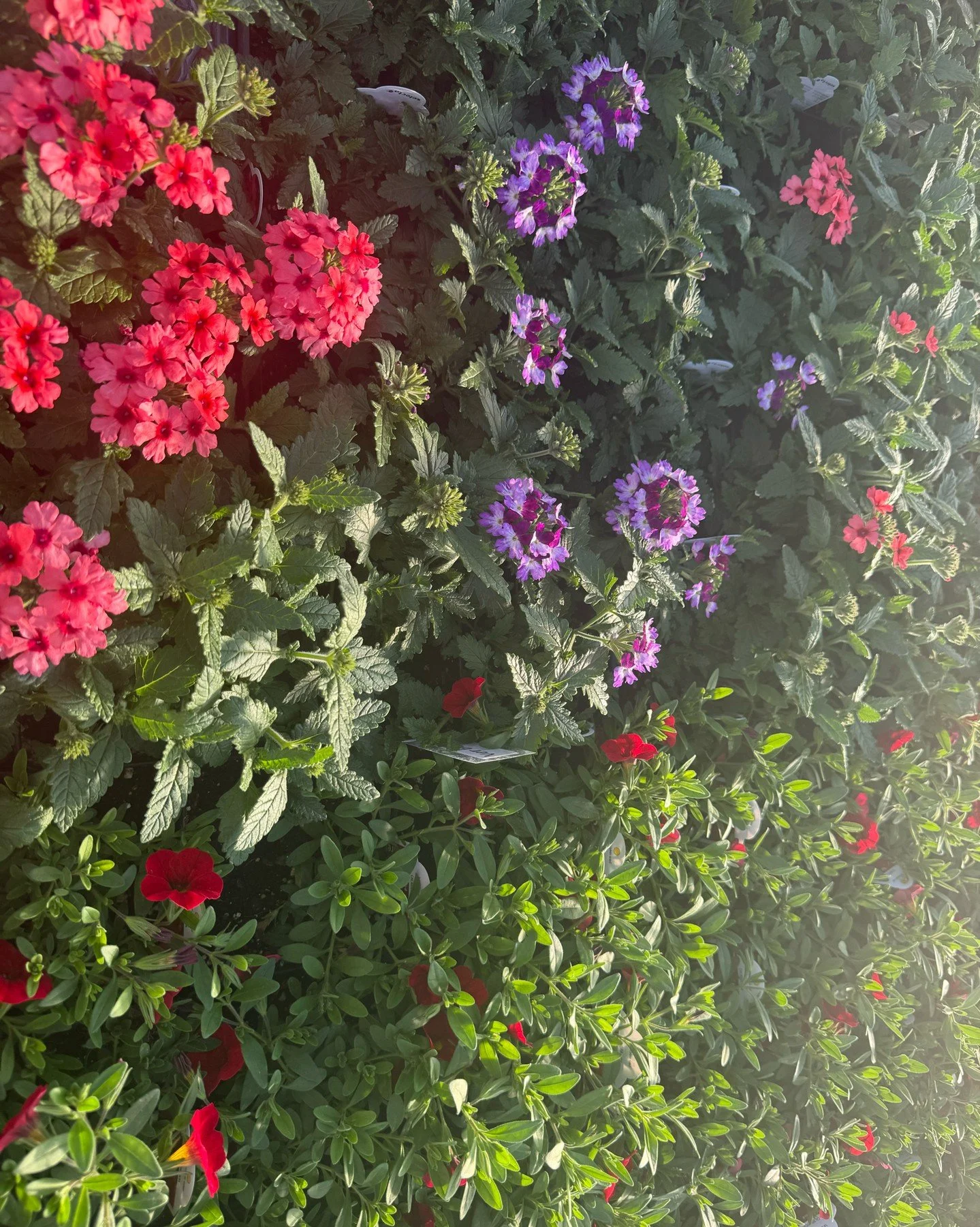 🌿 April 7 &ndash; 8 Days to Go

🌱 8 days until the HPTC Service Careers Plant Sale!

Join us April 15 (9 AM &ndash; 6 PM) and April 16 (8 AM &ndash; 3 PM) at HPTC, 3921 34th St in Woodward.

Our Service Careers students have been hard at work growi