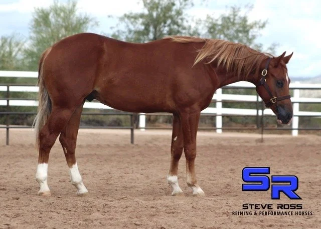 Gunnertashya Colt youtube.jpeg