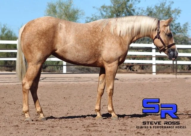 SMart Spook Filly.jpeg