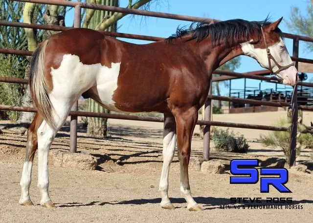 Bay Paint Stud Colt 2 .jpeg
