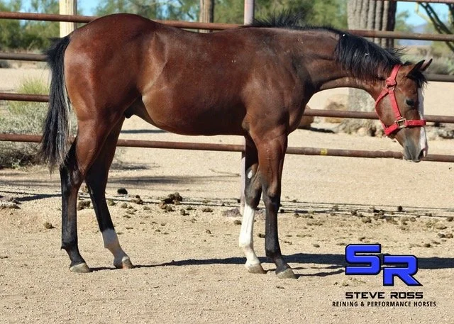 Bay Stud Colt 2 .jpeg
