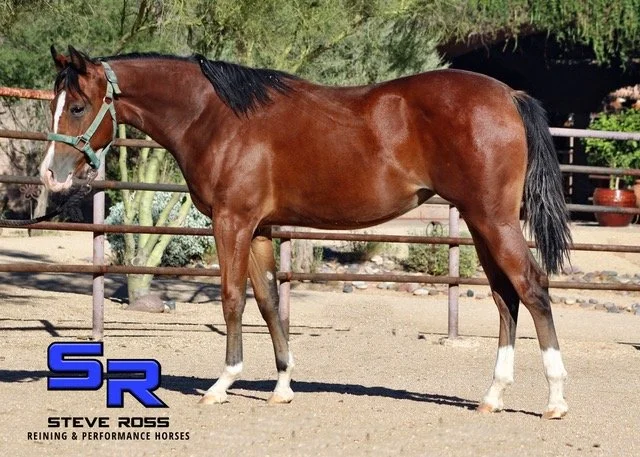 Second Bay Filly 3 .jpeg