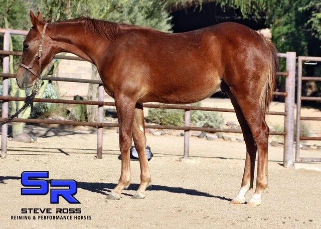 Second Red Colt 1 .jpeg