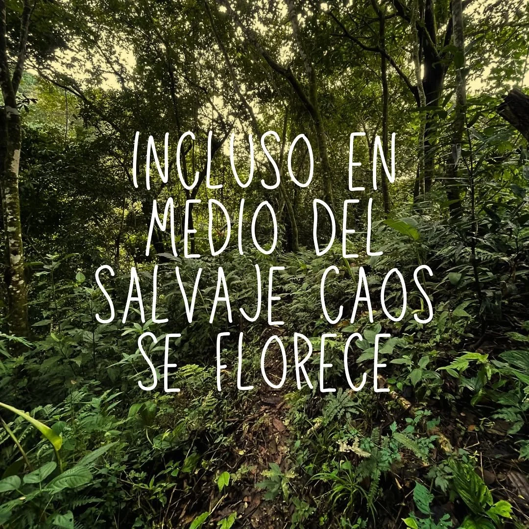 Caos&hellip; es algo en lo que pienso mucho, los regalos del messy middle y c&oacute;mo navegarlo.

Y no me refiero a los grandes dolores de la vida, aunque s&eacute; que estos tambi&eacute;n vienen cargados de aprendizajes, si me abro a recibirlos. 
