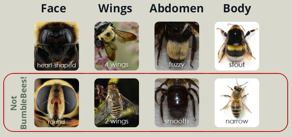 Types of Bees: Bumblebees vs. Honeybees
