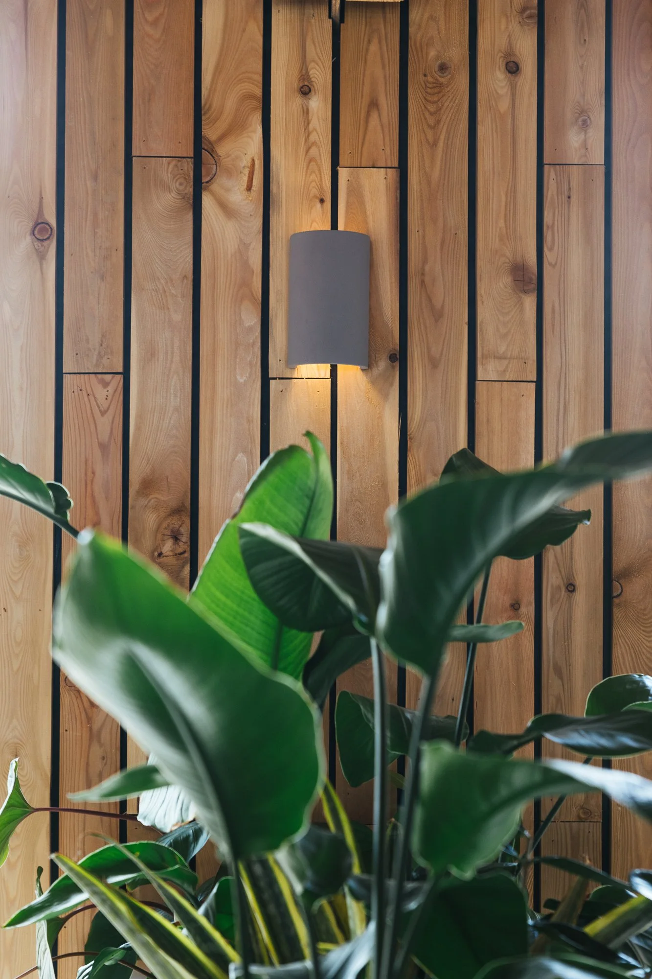 Bespoke oak slatted wall with contemporary wall light and indoor planting, designed by Beak Studio.