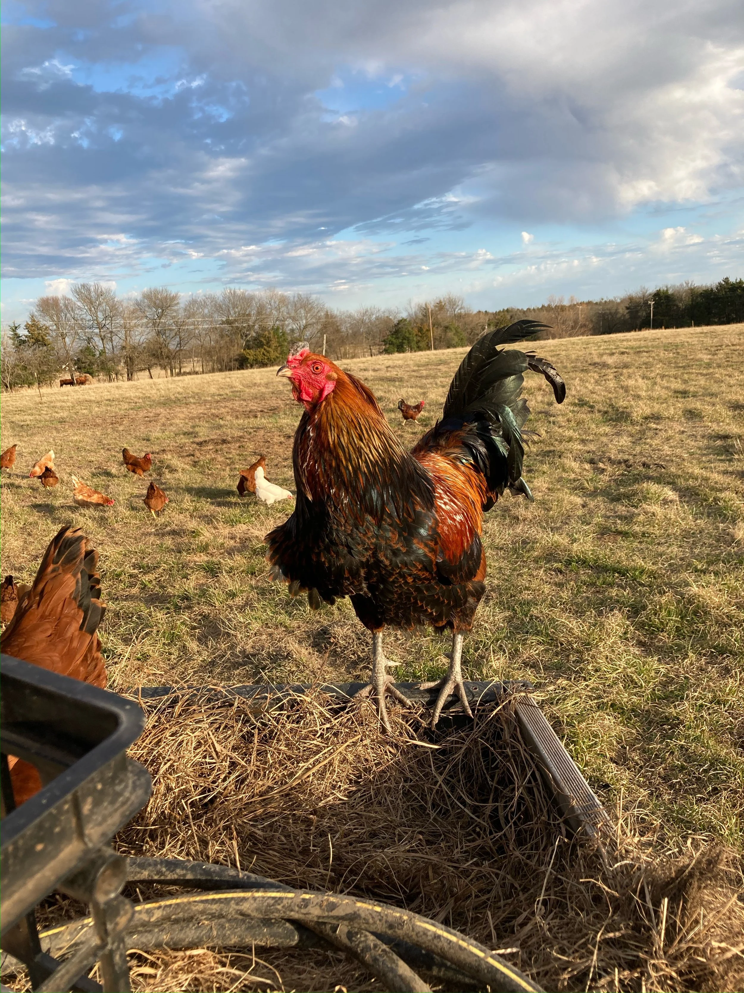 Homeplace Hill Farms Pasture Raised Poultry & Eggs Windom, Texas