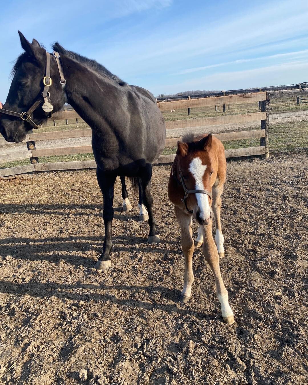 Happy Mother&rsquo;s Day to all of the mom&rsquo;s out there! Whether you are a human mom or a fur mom, we celebrate all that you do for your children. 

#equinespecialtyhospital #equinehospital #foals #foalsofinstagram #mare #twins #equine #equinebr