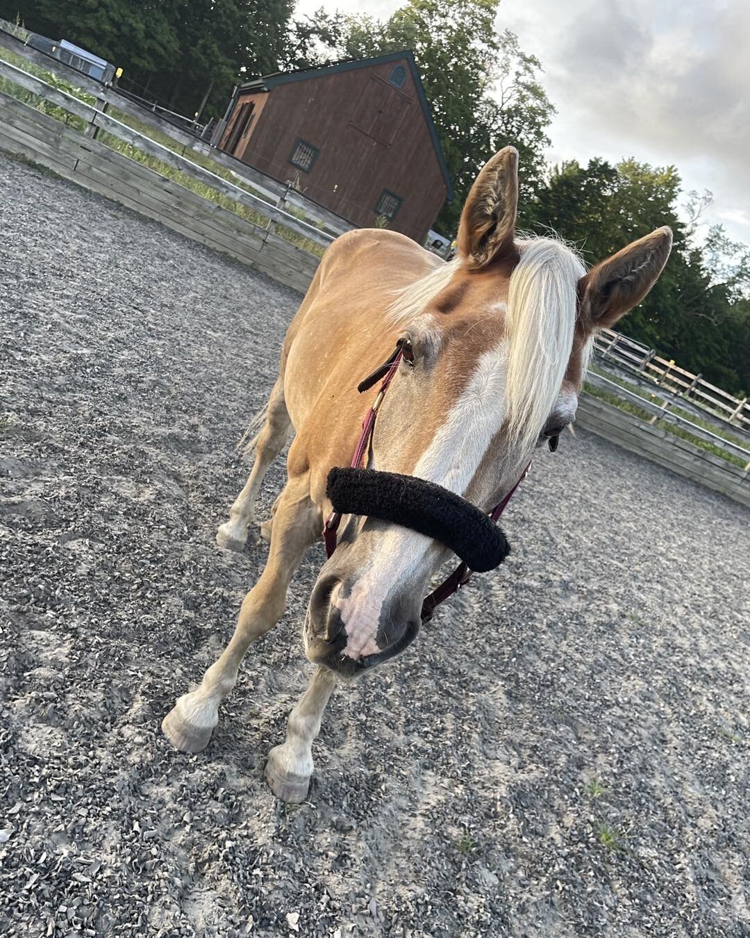 It is another Teamwork Tuesday! This patient saw Drs. Javsicas, Pasch and Deibel to get to the bottom of her health issues.

A 16 year old Haflinger mare, presented to RE for a workup of a six month history of chronic colic. A previous gastroscopy re