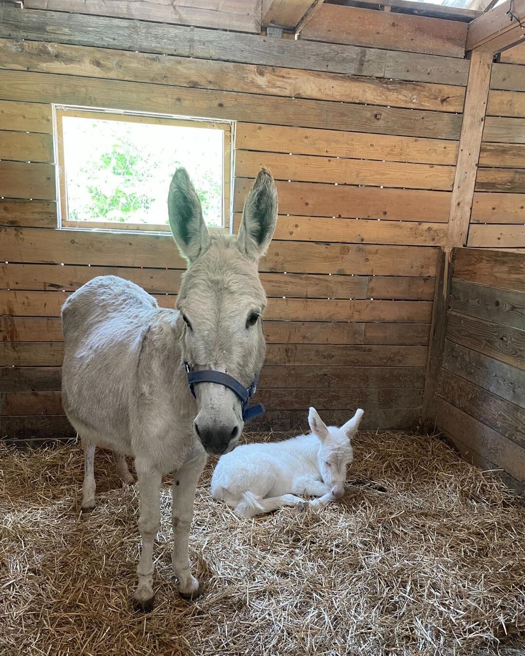 It&rsquo;s Foal Friday! And we just had to post about this little filly. Here&rsquo;s Dr. Crigler performing a neonatal exam while also providing snuggles, a crucial part of the exam. She will check this baby from the tip of her nose to the bottom of