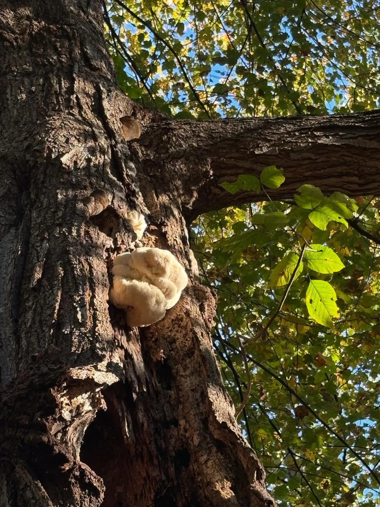 All you need is a tall dead tree (a fallen one that I found) and a bit of balance!  This should yield about a gallon of tincture! π‍π«π#mushlove #foraging #herbalism #apothecary
