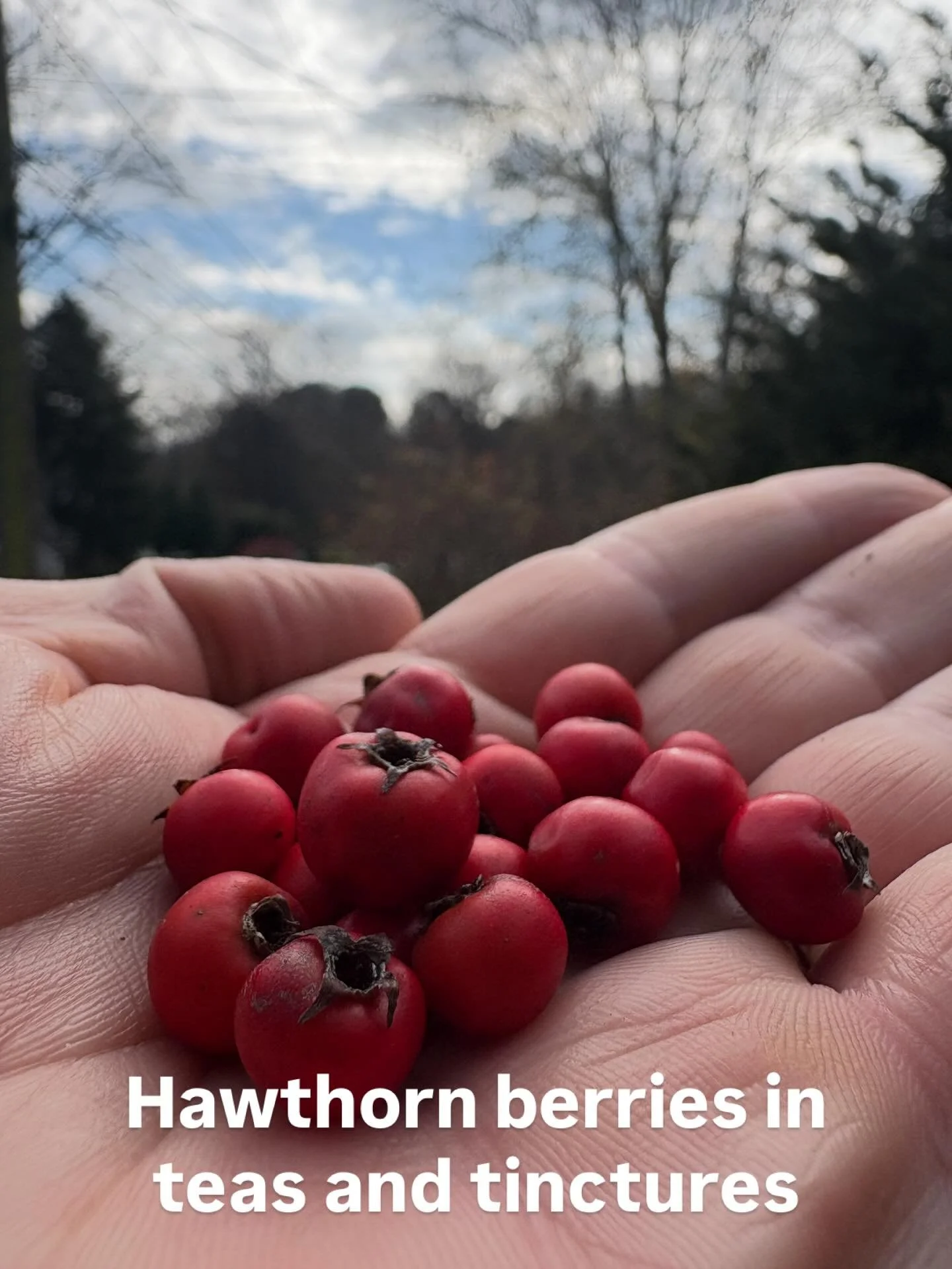 I&rsquo;m enjoying the fresh berries in my tea blend and I&rsquo;m already using the tincture we put together at the Fundamental Elemental Retreat. Hawthorn berries have been used for thousands of years to help strengthen the heart functions. The haw