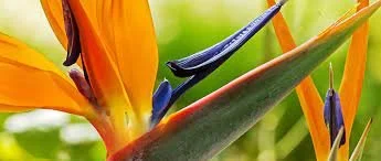 Marco Island Florist Home &amp; Gift Open House