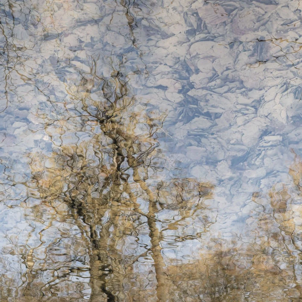 DF17 Dissolved Trees