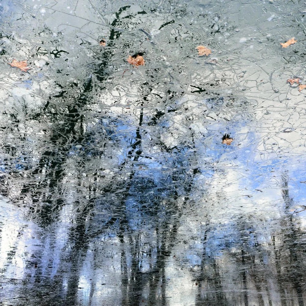 DF04 Forest Under Glass