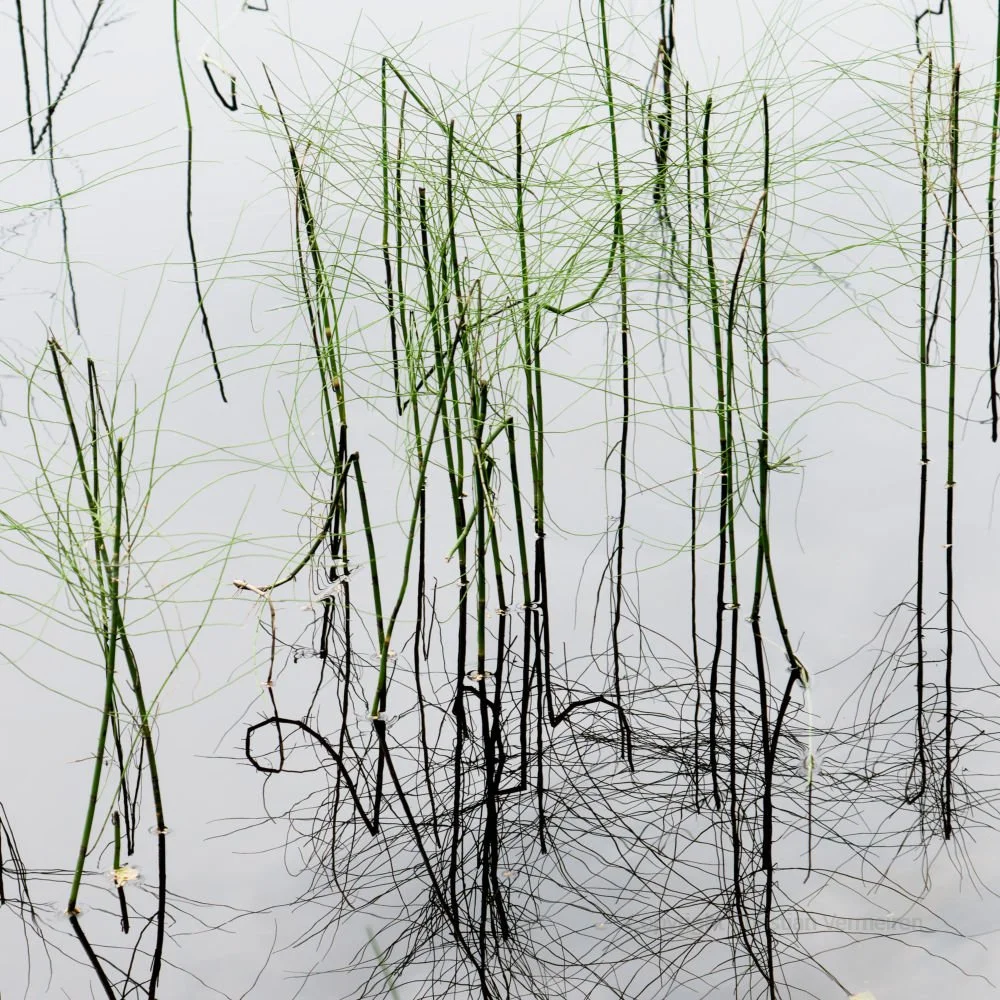 CA07 Botanical Script