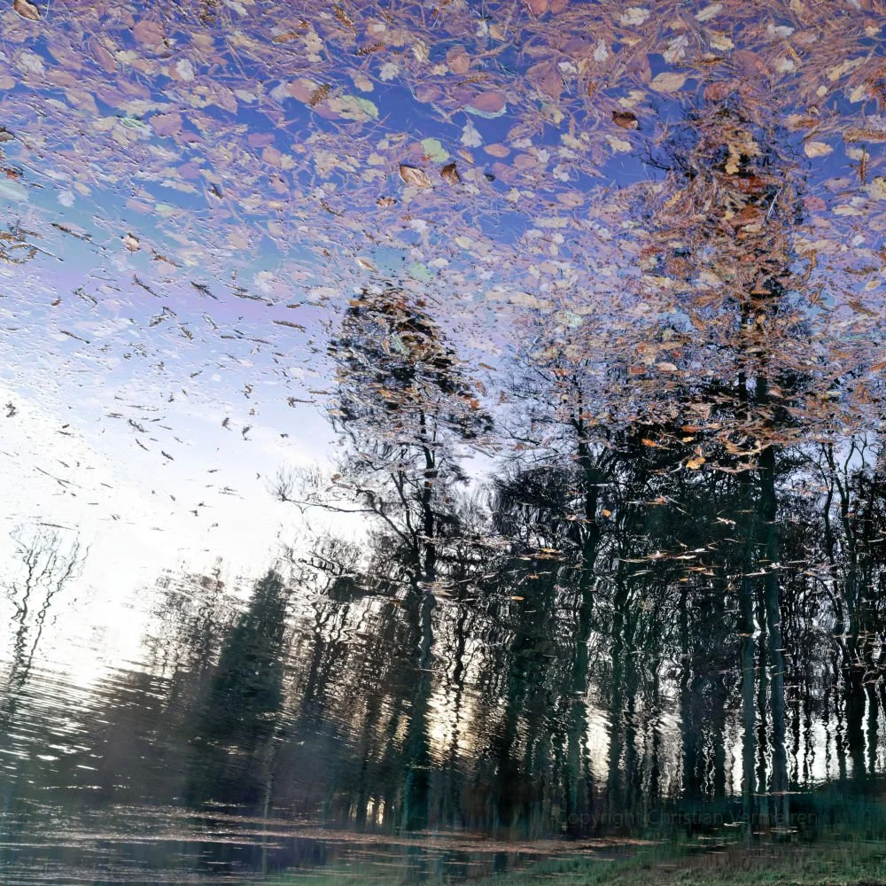 DF12 Dusk Beneath Canopy