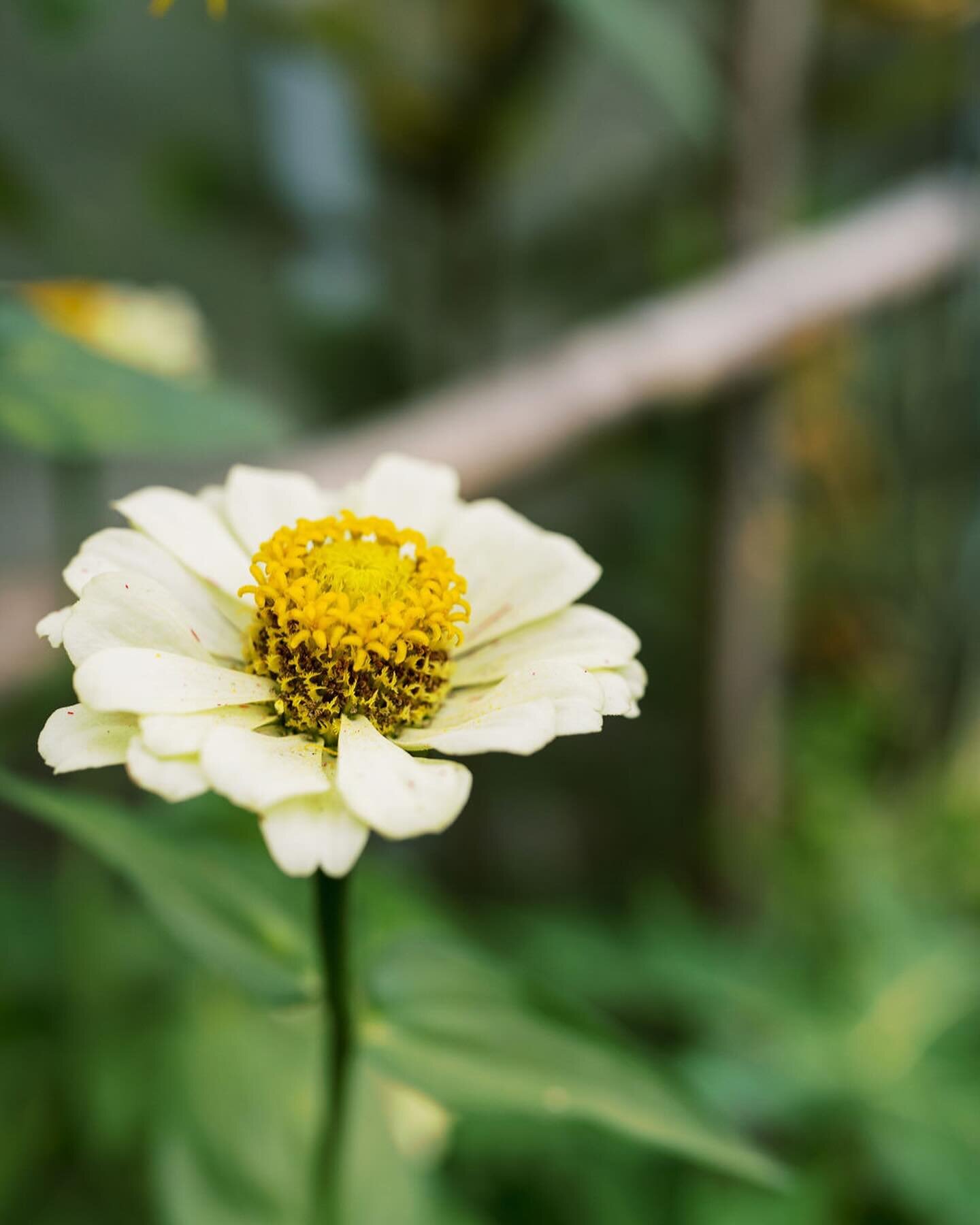 This cold weather has me pining for Spring, HBY? 

I&rsquo;ve been working on my planting plan for the garden.  Definitely going for LOTS of edible blooms in all shades.  Do you have a favorite?  Let me know in the comments below👇🏻

📸 @alyssamanci