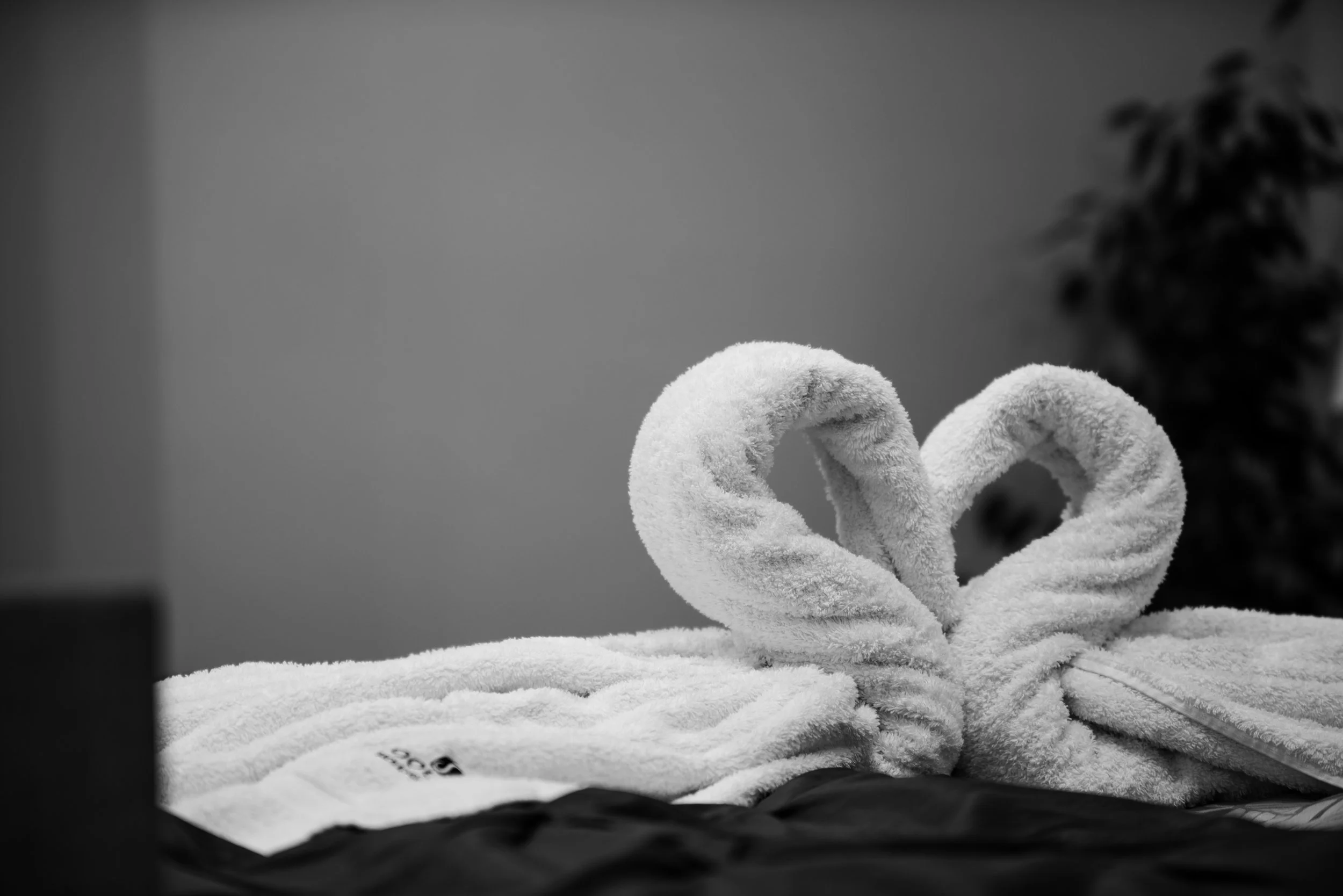 Close-up of two towel-shaped towels making a heart shape, placed on a bed with a white towel and a package of tissues, with a blurred plant in the background.