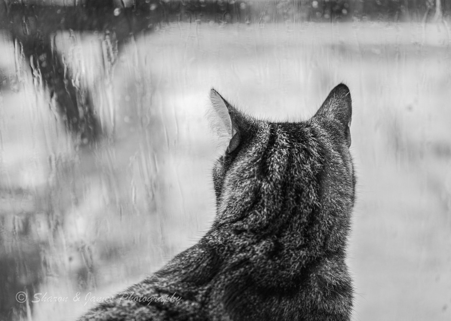 Bruce&Lily (3 of 3)-2.jpg