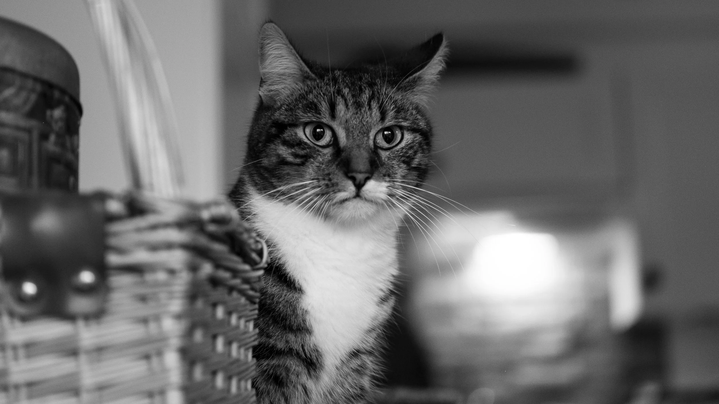 Black and white photo of a tabby cat with striking eyes, partially hiding behind a woven basket.
