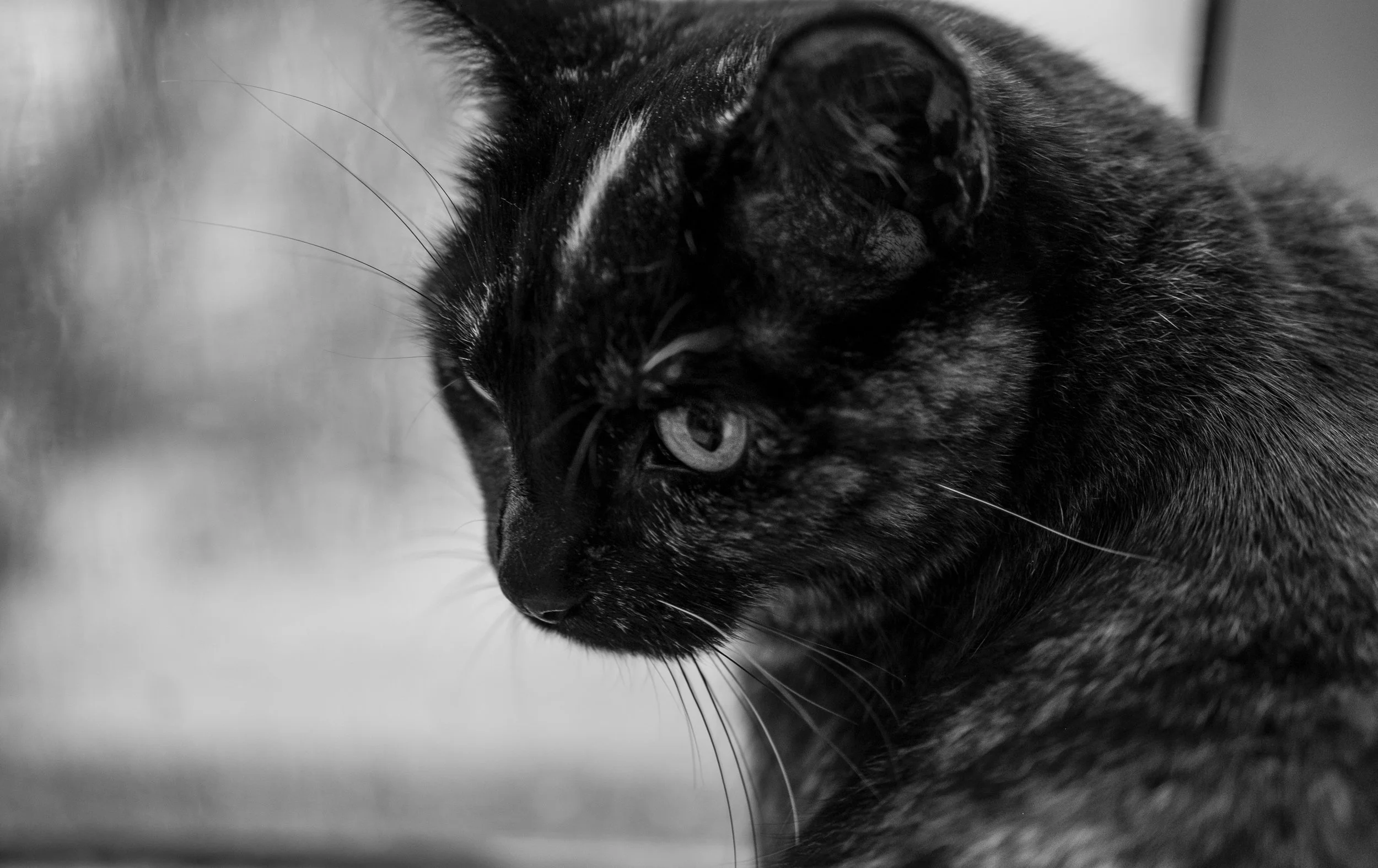 Close-up black and white photo of a tortoiseshell cat with green eyes resting on a surface
