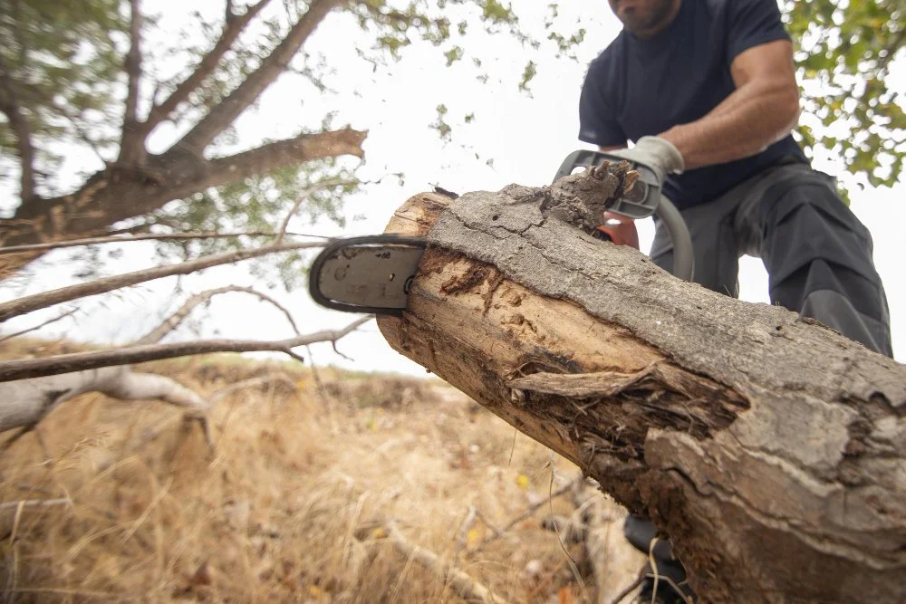 Tree Takedown Handling a Fallen Giant on Your Home