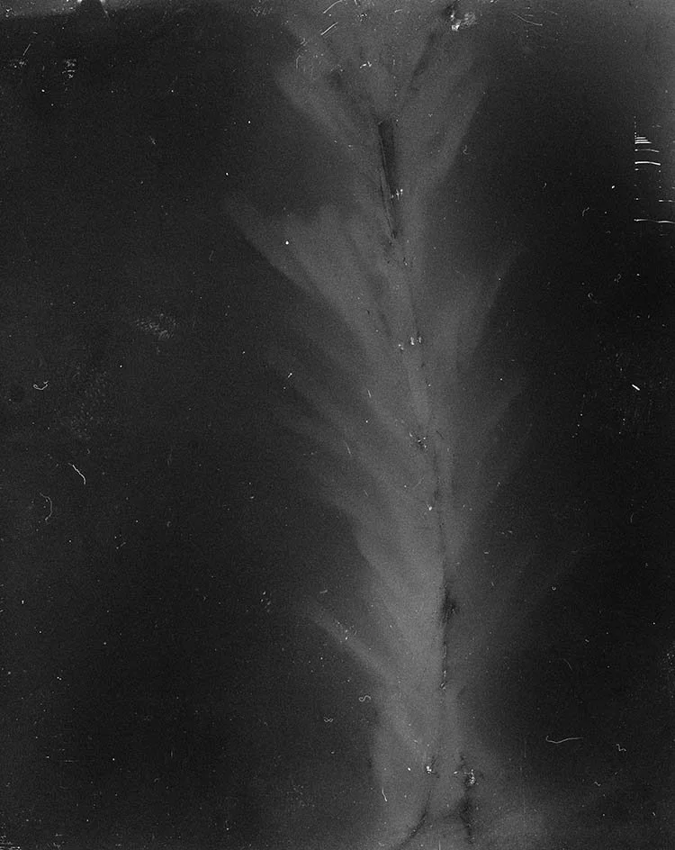 Fluorescence Sericea, 2025, 7-day exposure