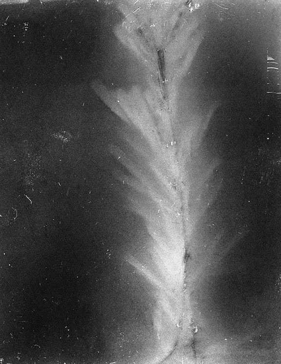 Tell Us About the World, rosemary plant fluorescence on 4x5 b&w film, 2026