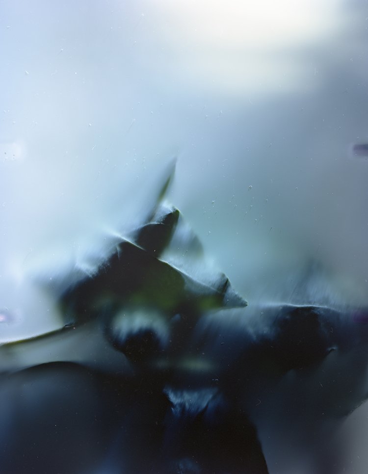 Fluorescence English Ivy, 2025, 7-day exposure