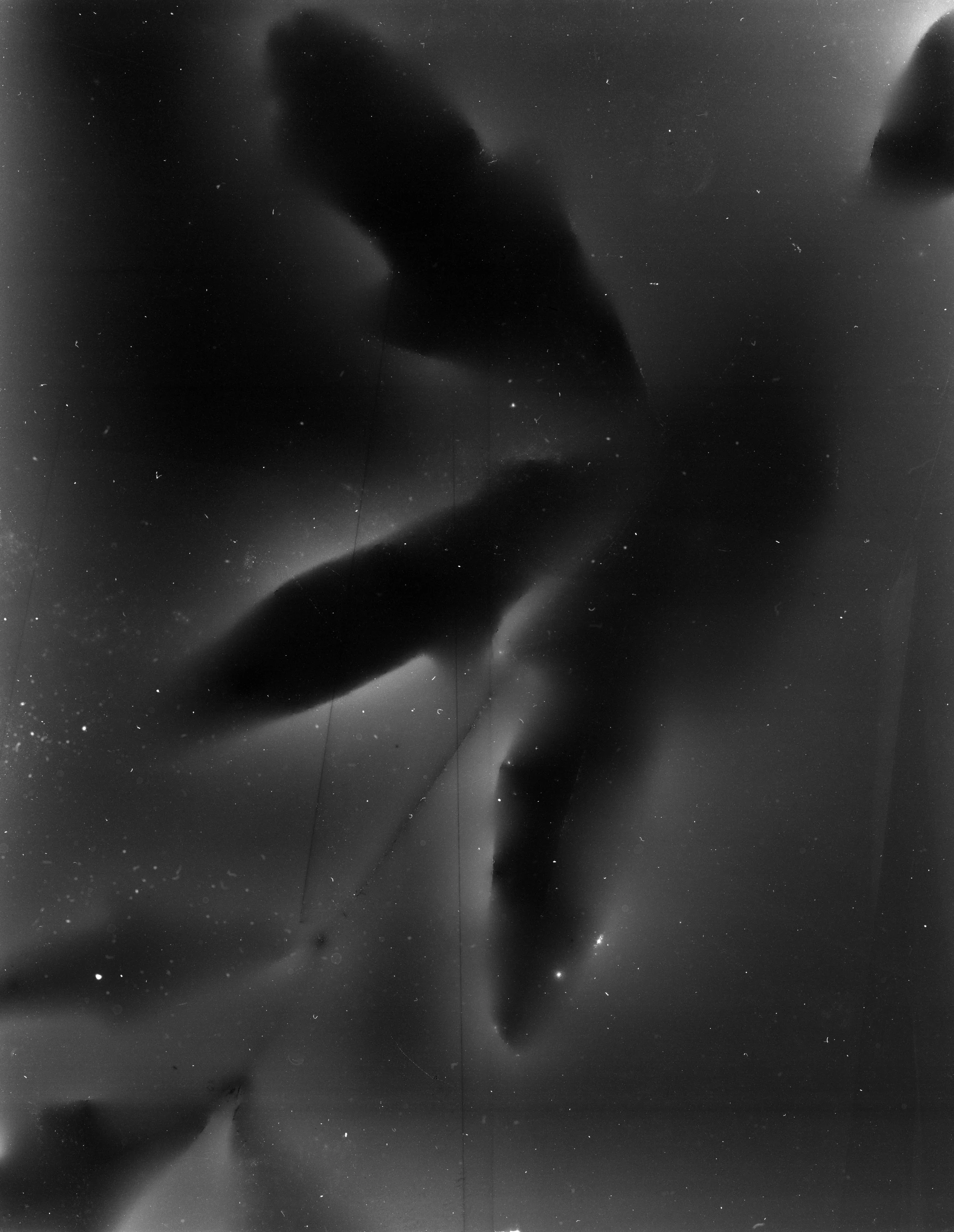 Fluorescence Water Oak, 2025, 7-day exposure