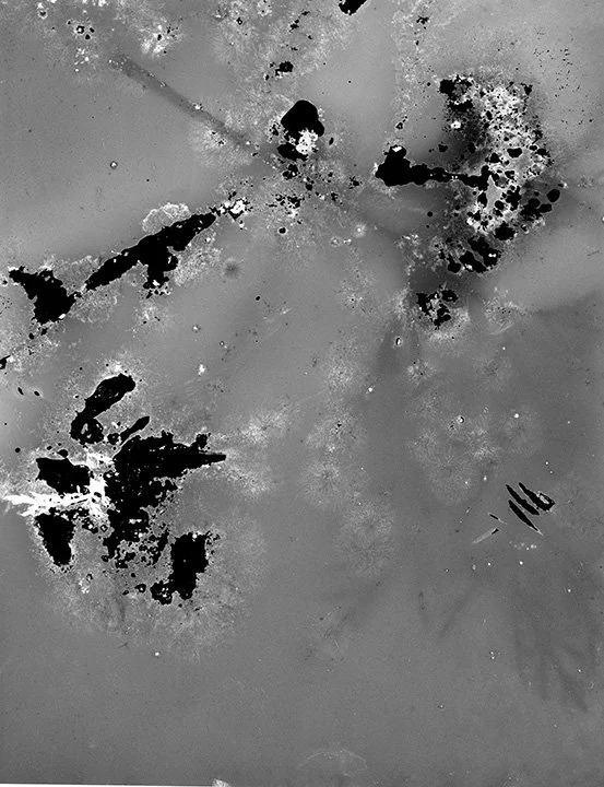 Tell Us About the World, cosmos plant fluorescence on 4x5 b&w film, 2026