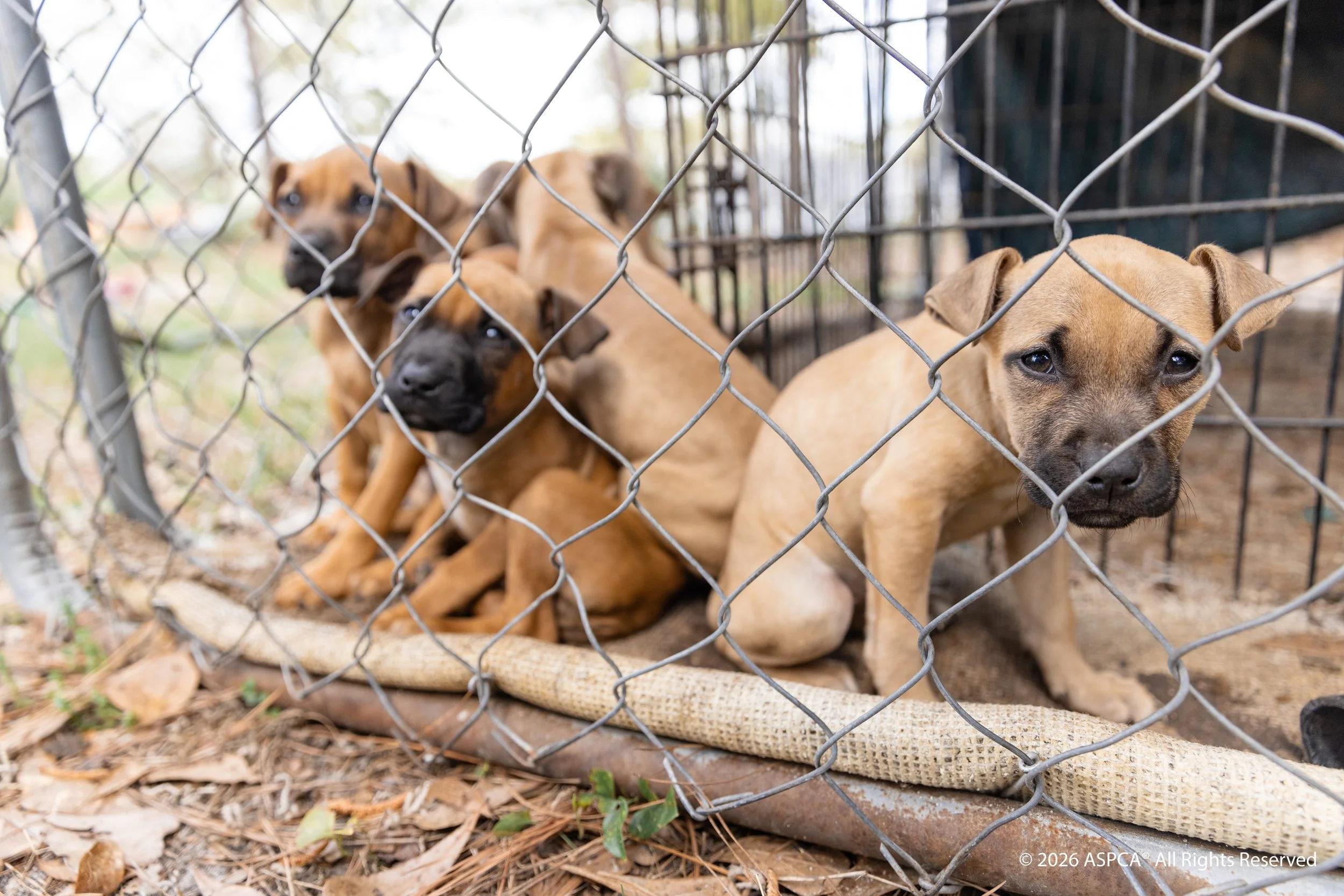 Dogfighting_Dillon SC_ Scene 4_2025Apr2_0088(CR).jpg
