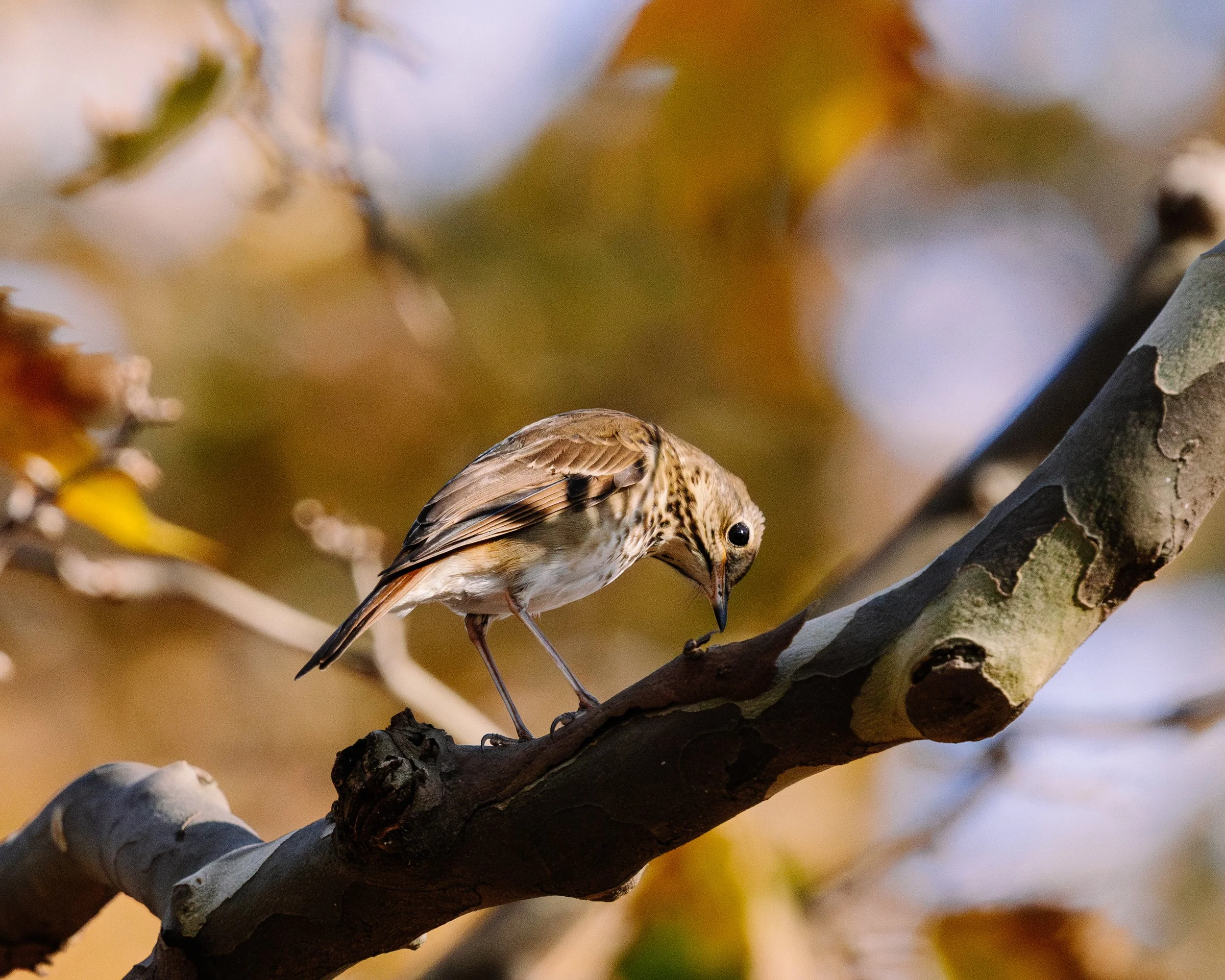 Best of McGolrick(4)-34.jpg