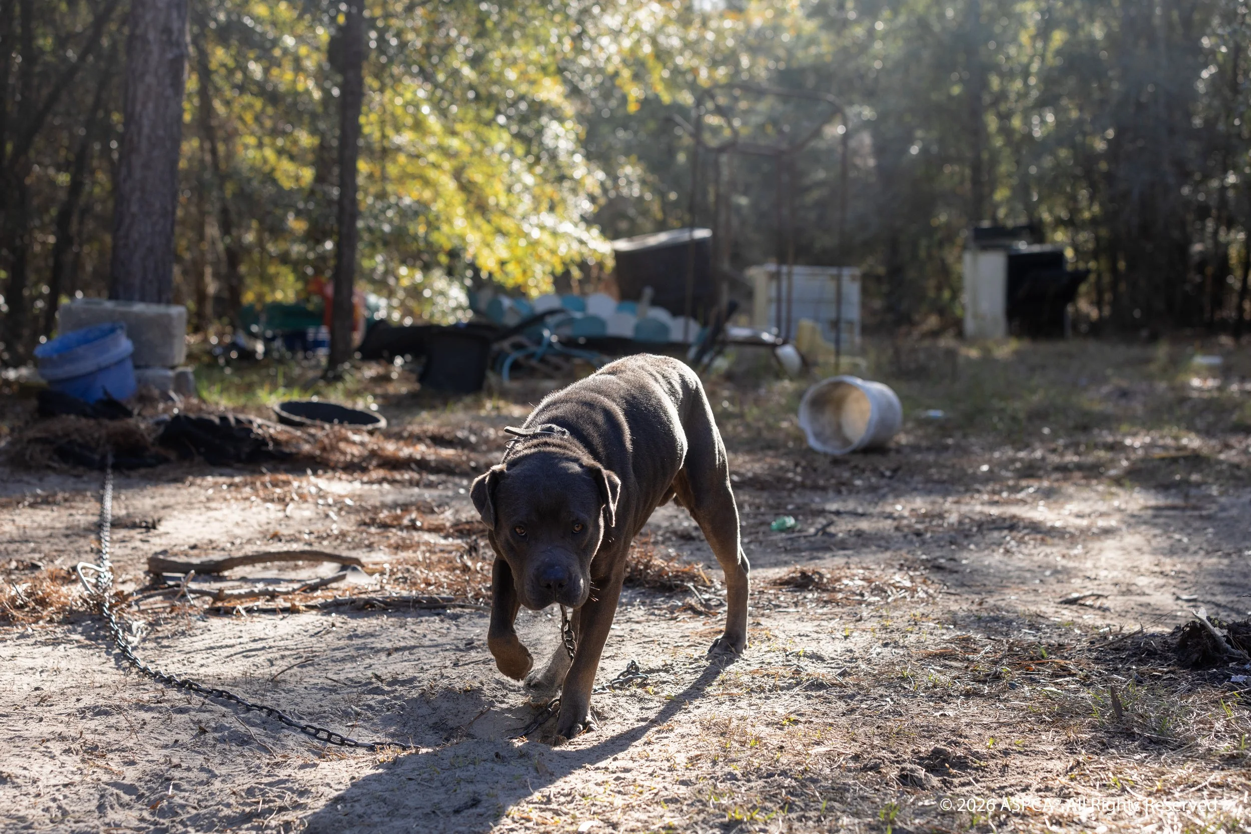 Dogfighting_SC_Scene 1_2024Dec16_0171(CR).jpg