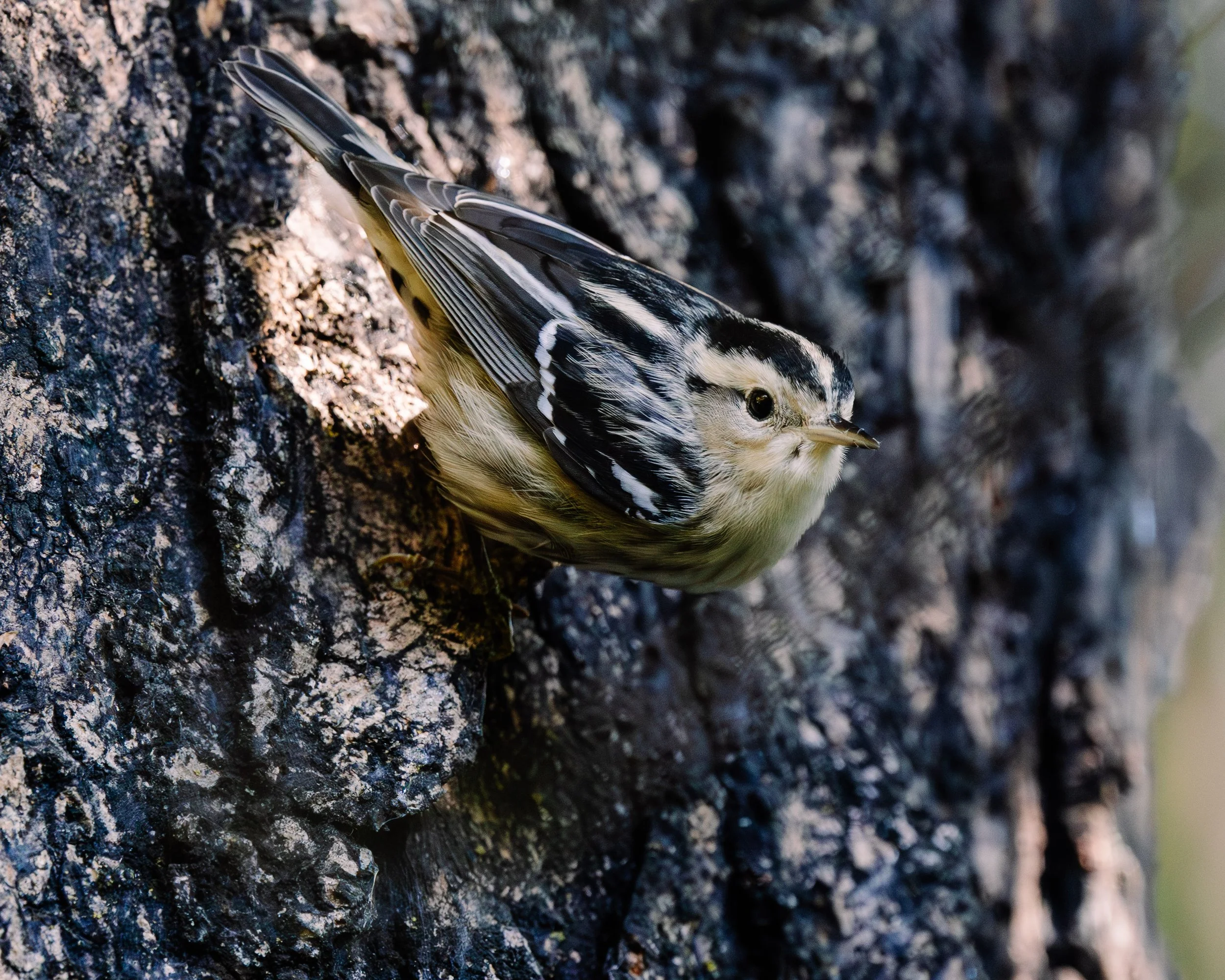 BlacknWhiteWarbler(3).jpg