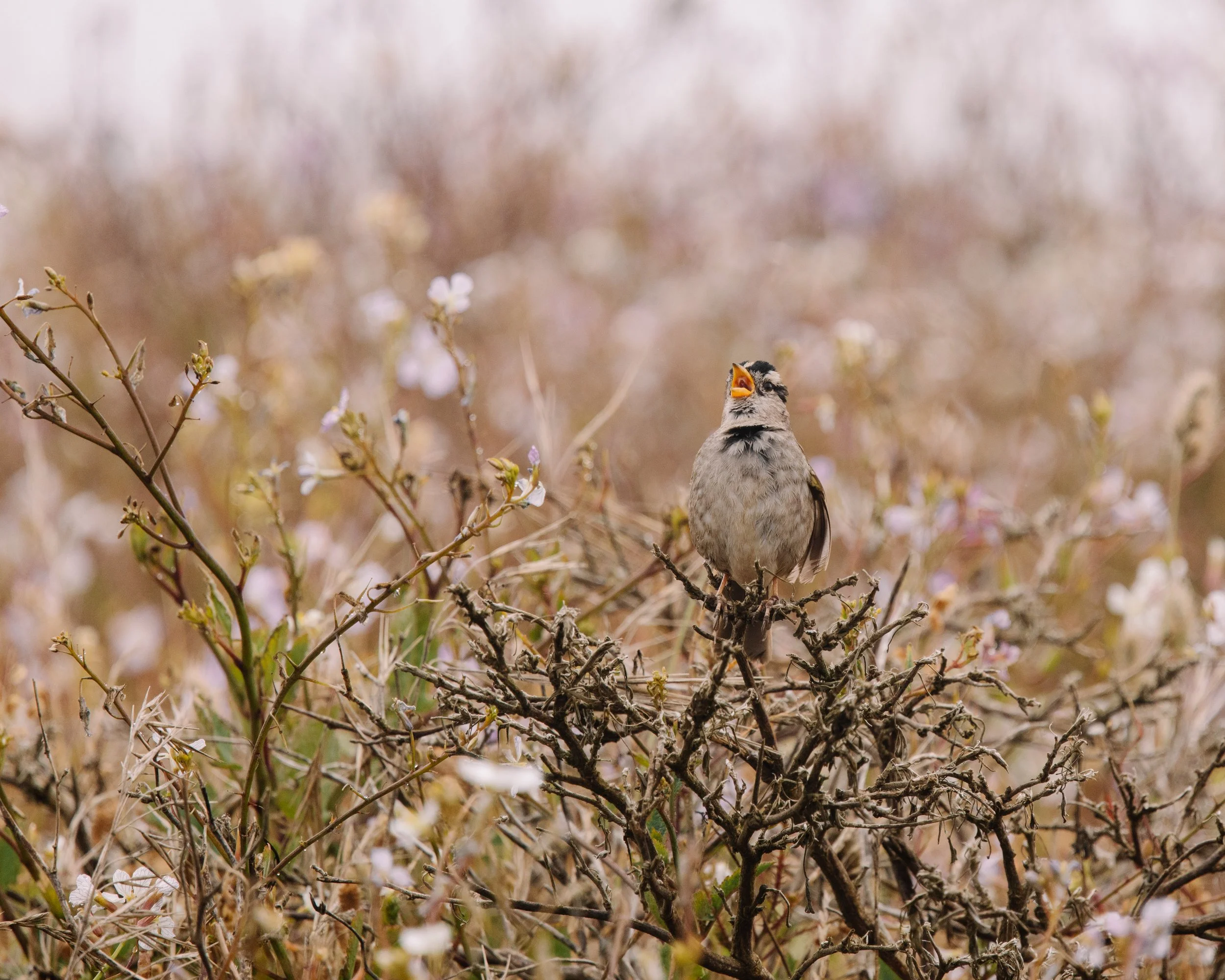Song Sparrow.jpg