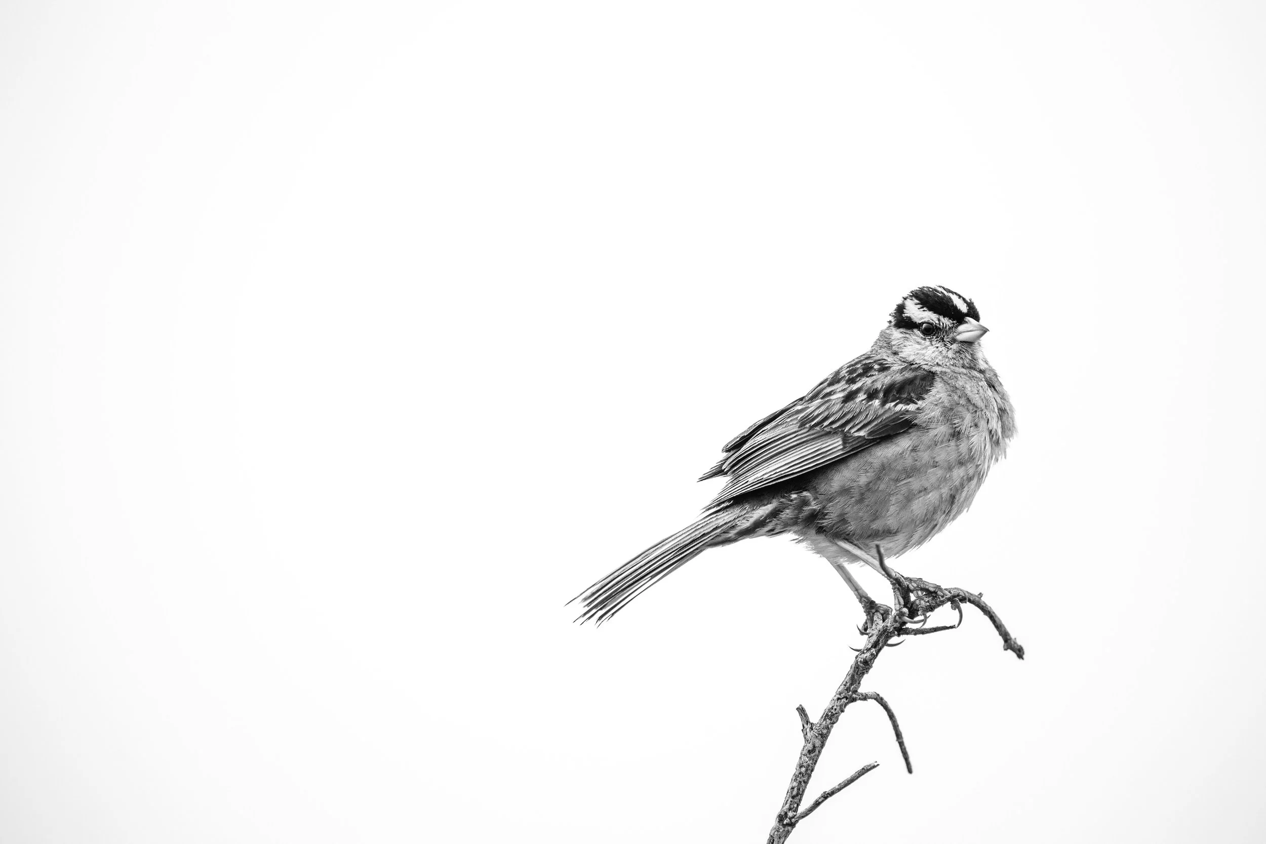 Savannah Sparrow